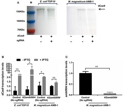 Efficient Genome Editing of Magnetospirillum magneticum AMB-1 by CRISPR-Cas9 System for Analyzing Magnetotactic Behavior